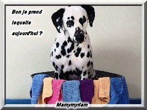 le drole dalmatiens