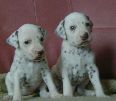 voici les bebe trop chous!!!!!!!!!!!!!!!!!!!!!!!!!!!!!!!!!!!!!!!!!!!!!!!